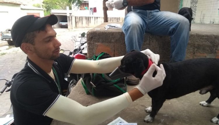 Prefeitura de Caetité realiza gratuitamente teste para detectar leishmaniose em cães